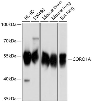 CORO1A antibody