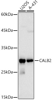 CALB2 antibody