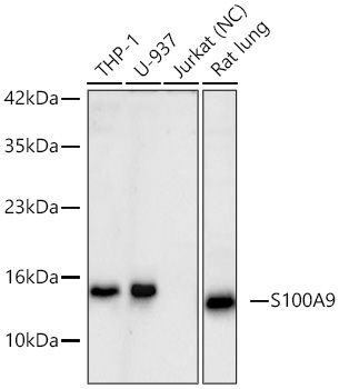 S100A9 antibody