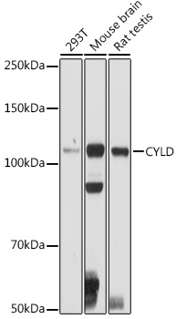 CYLD antibody