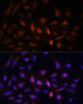 PSMA7 antibody