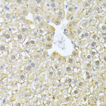 PSMA7 antibody