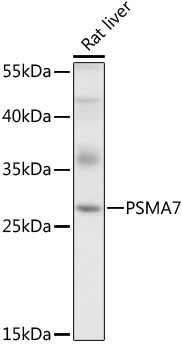 PSMA7 antibody