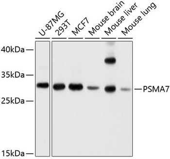 PSMA7 antibody