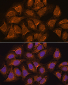 USP5 antibody