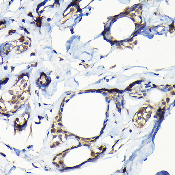 USP5 antibody