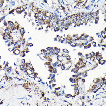 USP5 antibody