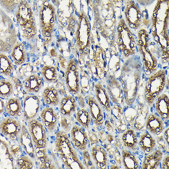 USP5 antibody