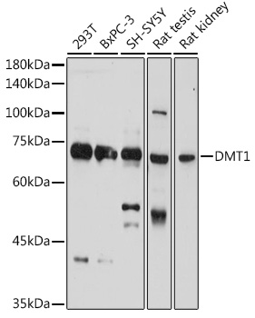 SLC11A2 antibody