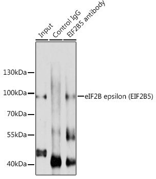 EIF2B5 antibody