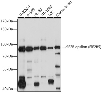 EIF2B5 antibody