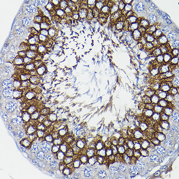 ICMT antibody