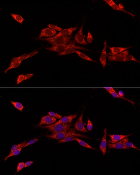 CISD1 antibody