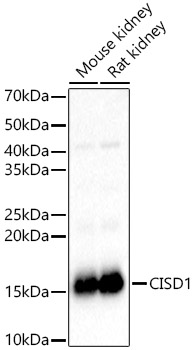 CISD1 antibody