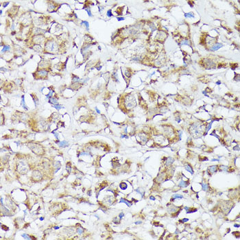 MTHFD2 antibody