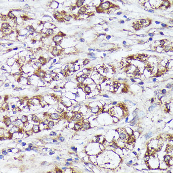 MTHFD2 antibody