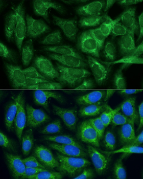 MTHFD2 antibody