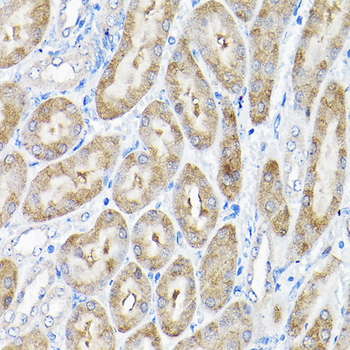 THUMPD3 antibody