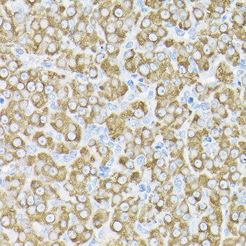 THUMPD3 antibody