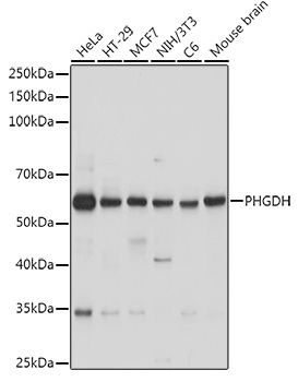 PHGDH antibody