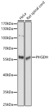 PHGDH antibody