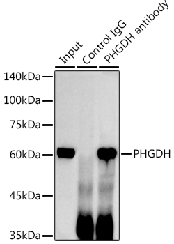 PHGDH antibody