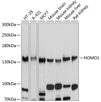 NOMO1 antibody