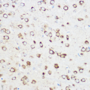 NOMO1 antibody