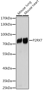 P2RX7 antibody