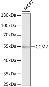 CDKN2A antibody