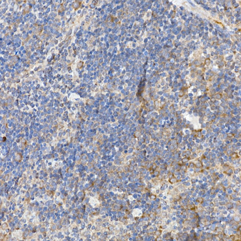 CASP12 antibody