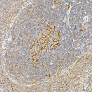 CASP12 antibody