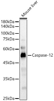 CASP12 antibody