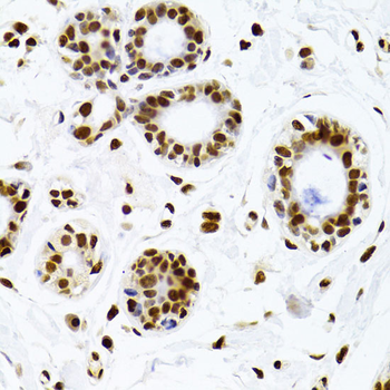 XRCC6 antibody