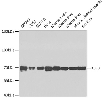 XRCC6 antibody