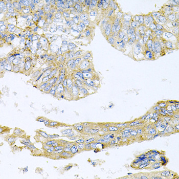 HDAC3 antibody