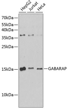 GABARAP antibody