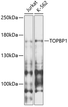 TOPBP1 antibody