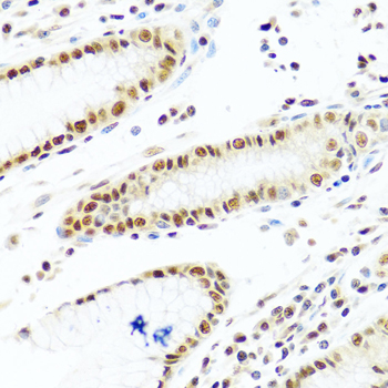 PRPF19 antibody