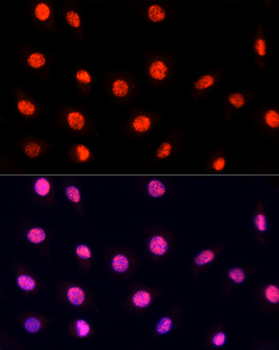 PRPF19 antibody