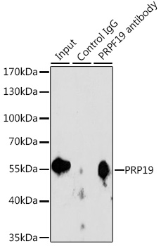 PRPF19 antibody