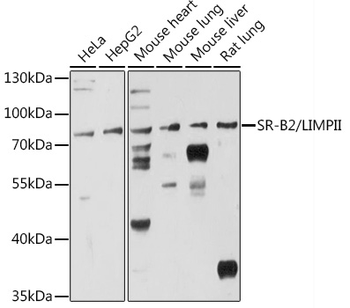 SCARB2 antibody