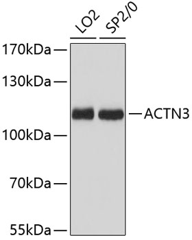 ACTN3 antibody