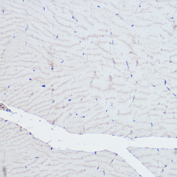 ACTN3 antibody