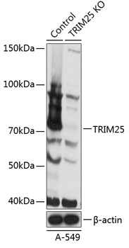 TRIM25 antibody