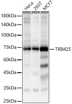 TRIM25 antibody