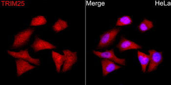 TRIM25 antibody