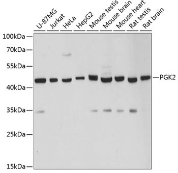 PGK2 antibody