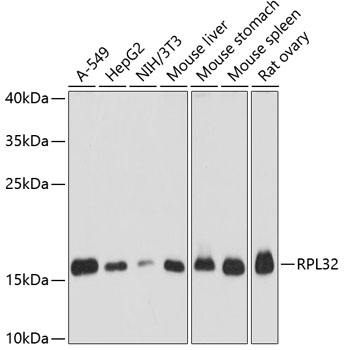 RPL32 antibody