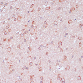 RPL32 antibody